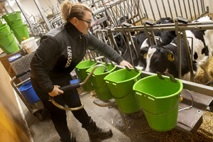 Carolin Larsson utfodrar kalvarna med mjölk